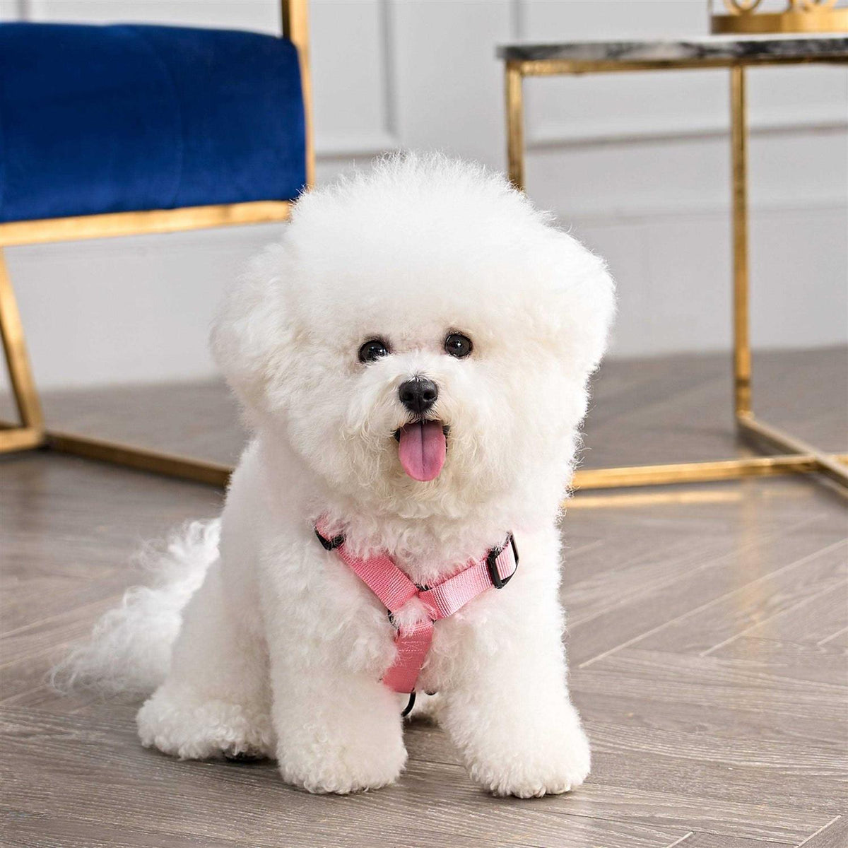 Velour Pet Harness and Leash Set G440020