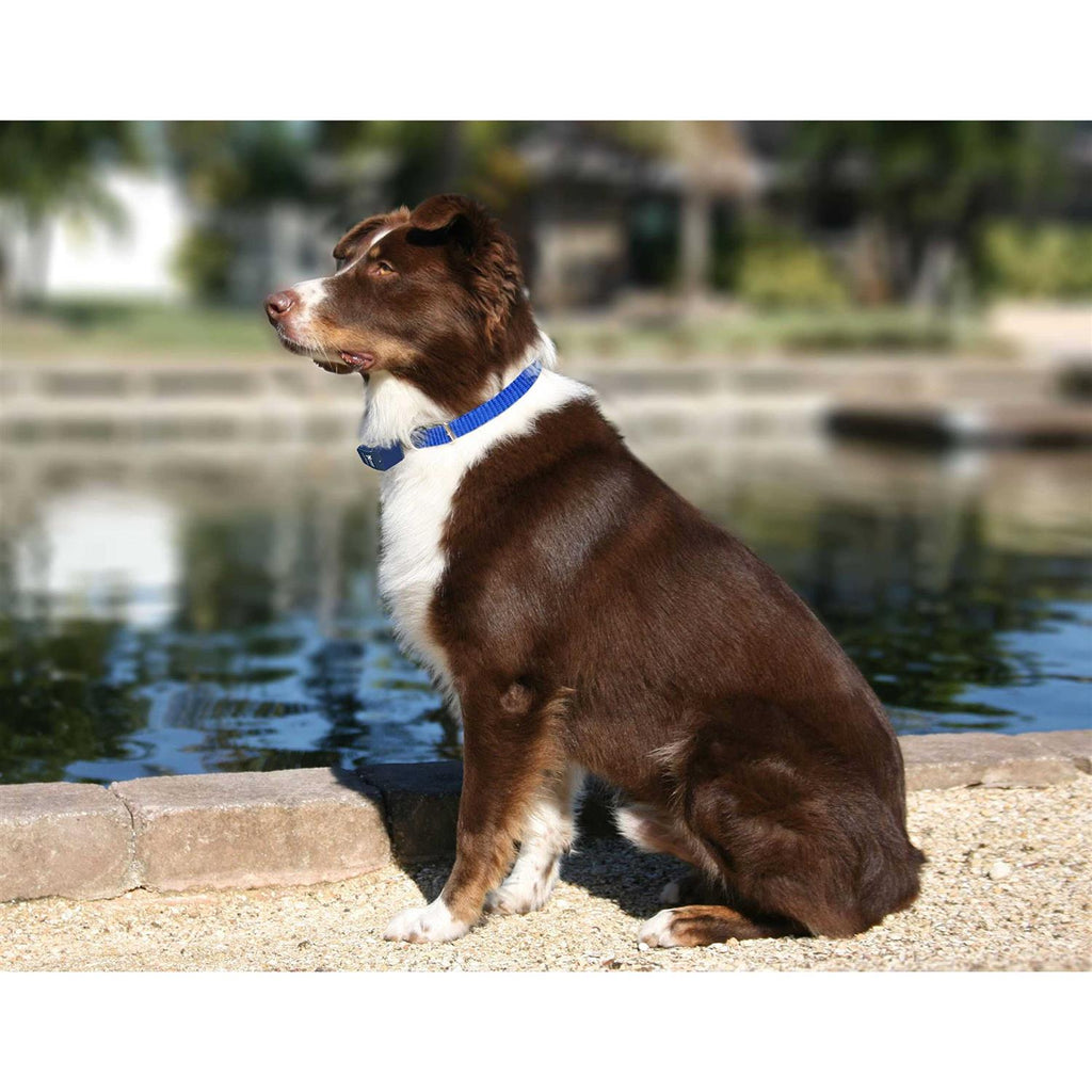 Dog Collar Replacement Strap H256124