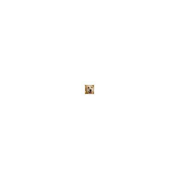 Turmeric Curcumin Pet Antioxidant V1685