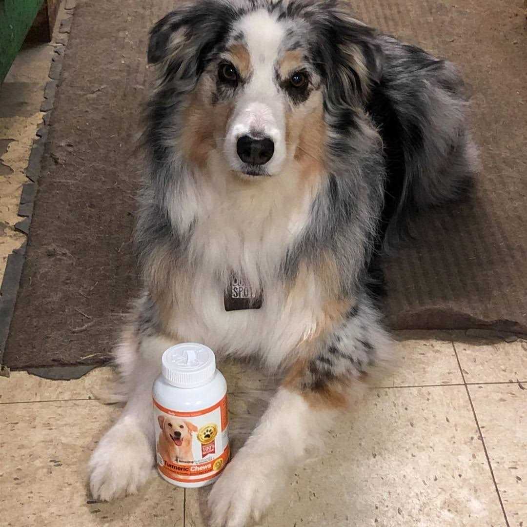 Turmeric Curcumin Pet Antioxidant V1685