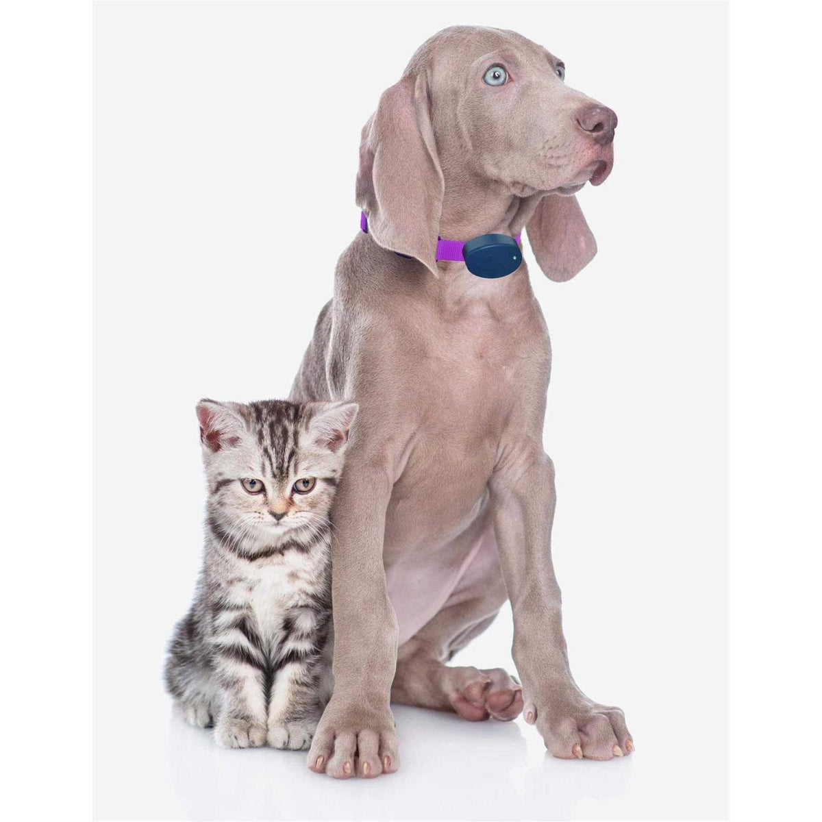 Dog Collar Replacement Strap H256124