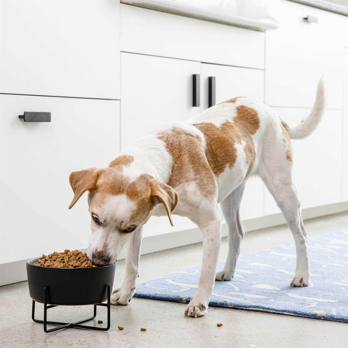 Solid Bowl + Dog Bowl Stand T72907