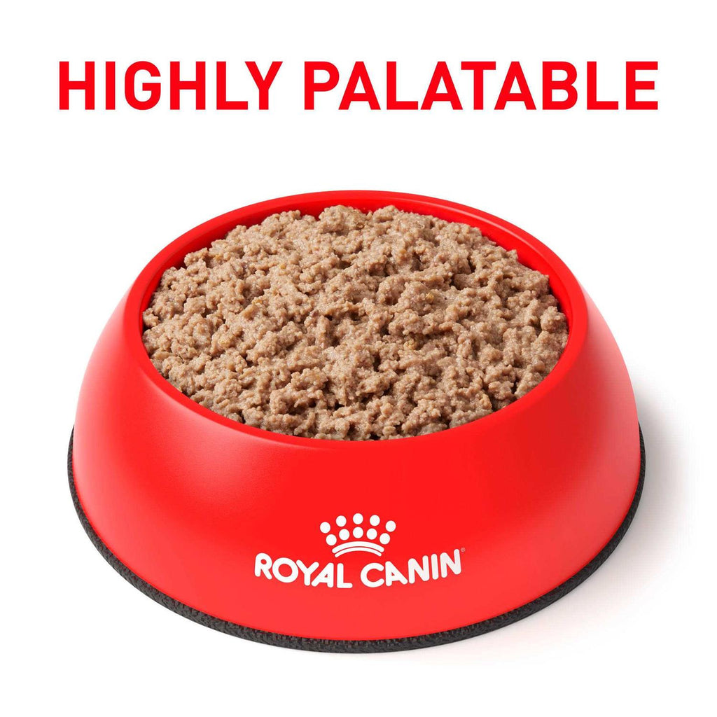 Adult Cat Loaf in Sauce Wet Food P26859