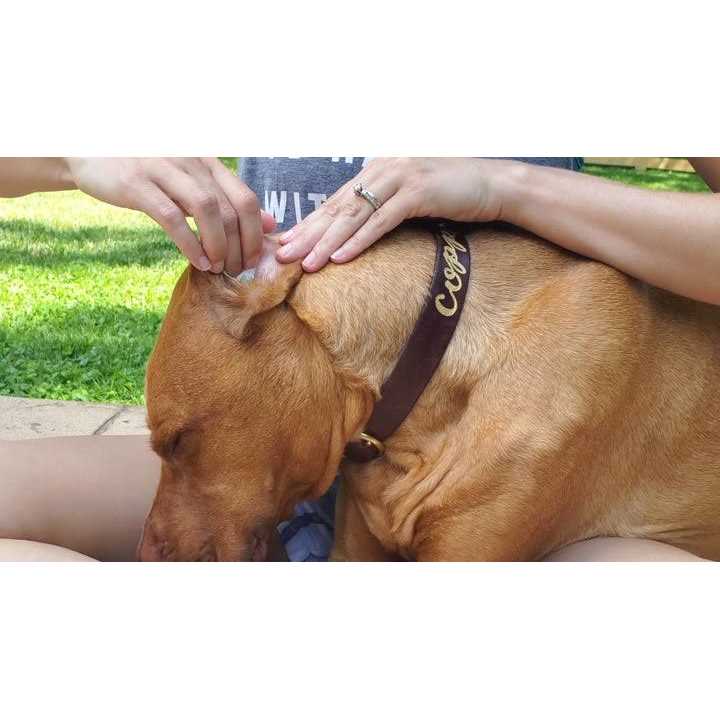 Aloe & Eucalyptus Dog Ear Wipes B3602